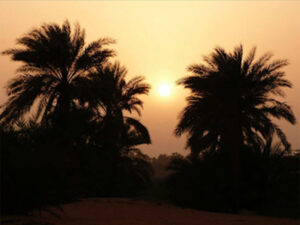 The sun sets, bathing the palms in the oasis in golden light.