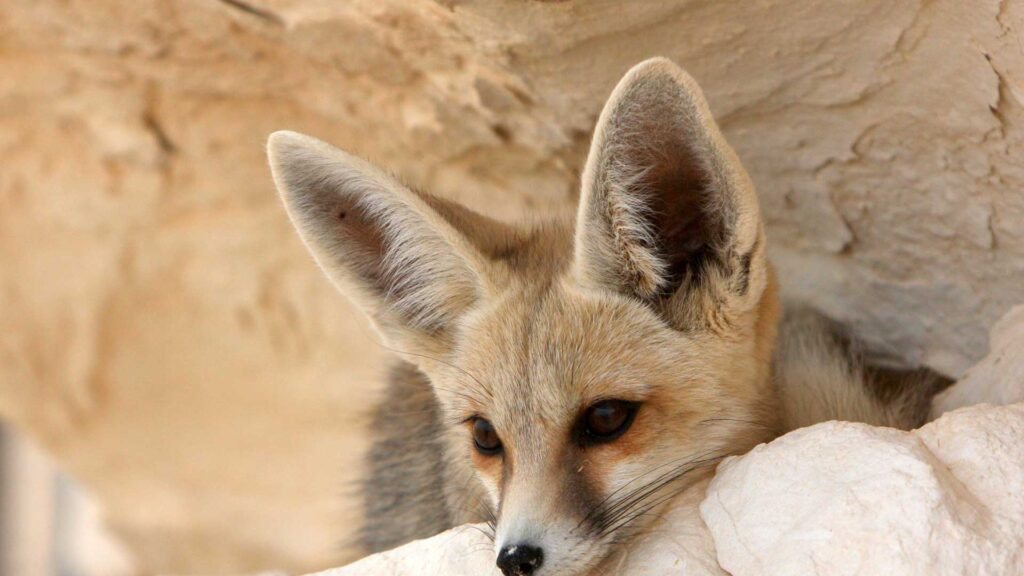 A fennec fox (desert fox) leans against a rock and looks at the viewer.