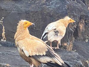 Special bird species in Socotra Island sitting on a rock.