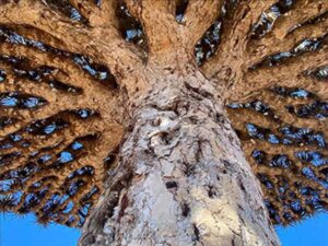 View of a dragon blood tree taken from below towards the crown - one of the island's landmarks.