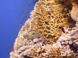 Underwater world with finely branched coral reef and tiny, colorful fish that swim around it