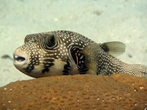 A larger fish, dark-colored with white spots and large eyes, lies on the sand of the seabed