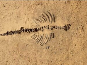 Fossil skeleton with spine and ribs in the sand of the Petrified Forest