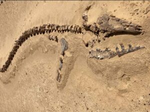 Well-preserved fossil skeleton in Petrified Forest with head and spine