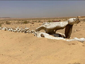 Fossil crocodile in Petrified Forest