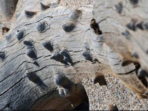 Unusual tree trunk with knobs on it