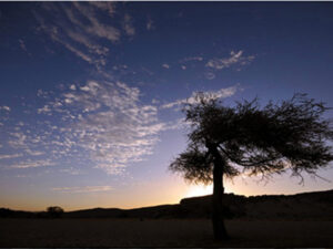 The silhouette of a sprawling tree in front of the setting sun