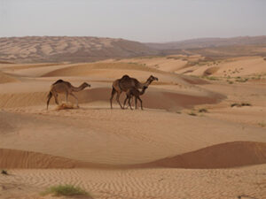 Camels move through the desert with a young animal