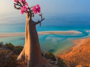 A flowering tree standing on a hill overlooking the sea from the top.