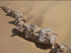 A fossil bone from Wadi El HItan