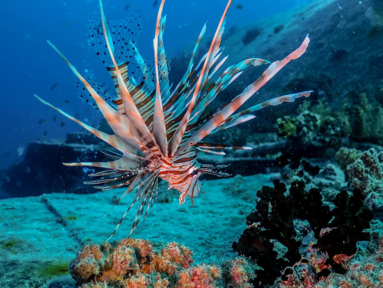 Red lionfish at the bottom of the sea which has orange and white stripes and many spikes