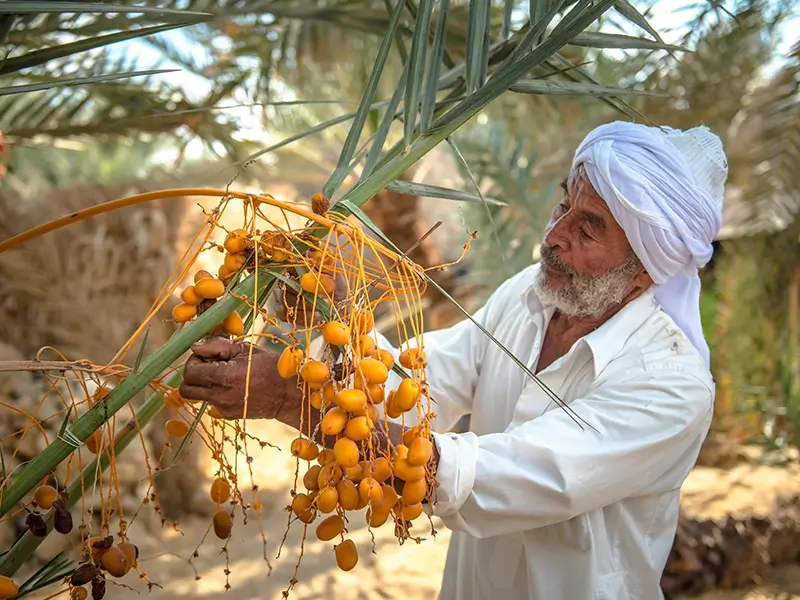 A white bearded man wearing white shirt and white Egyptian traditional headwear picking orange coloured Siwadates dates from tree in garden