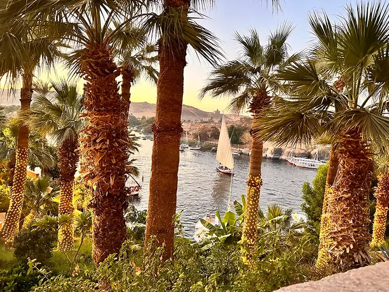 Nile river view from bank where there are greenery surrounded by brown and green palm trees through which a white sail boat is floating towards shore