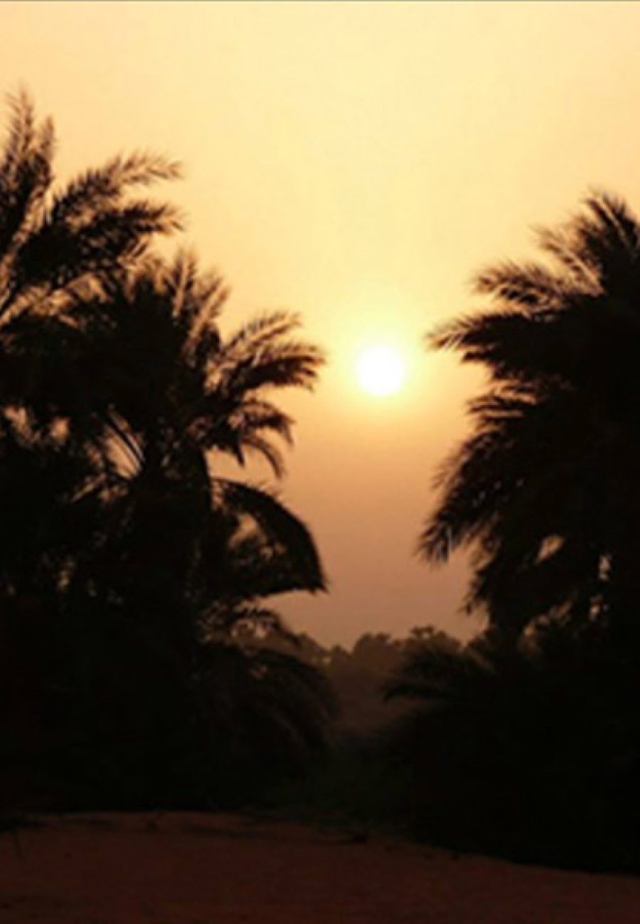 The sun sets, bathing the palms in the oasis in golden light.